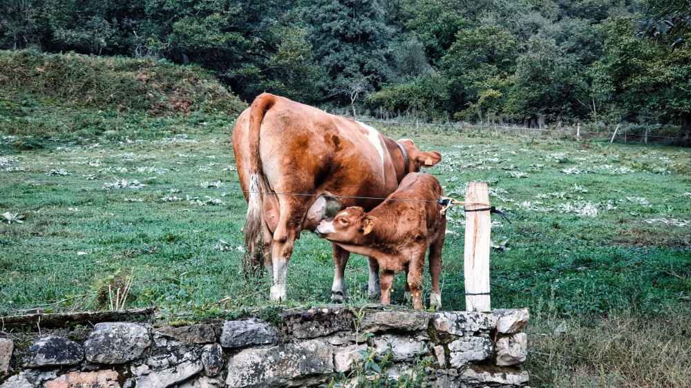Vacas en la ruta de la Senda del Oso - Ruta por Asturias en furgoneta camper de Van and to Discover