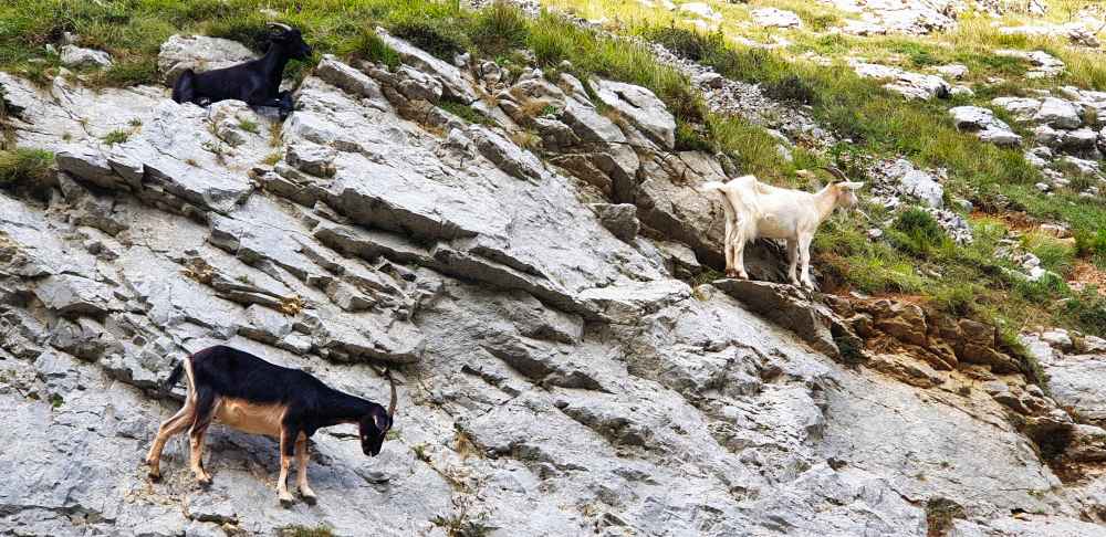 Cabras en los desfiladeros de la Ruta del Cares en Asturias - Van and to Discover