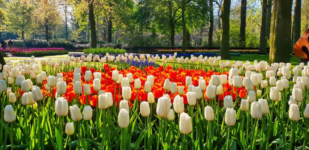 Tulipanes del parque de Keukenhof - Holanda en furgoneta camper
