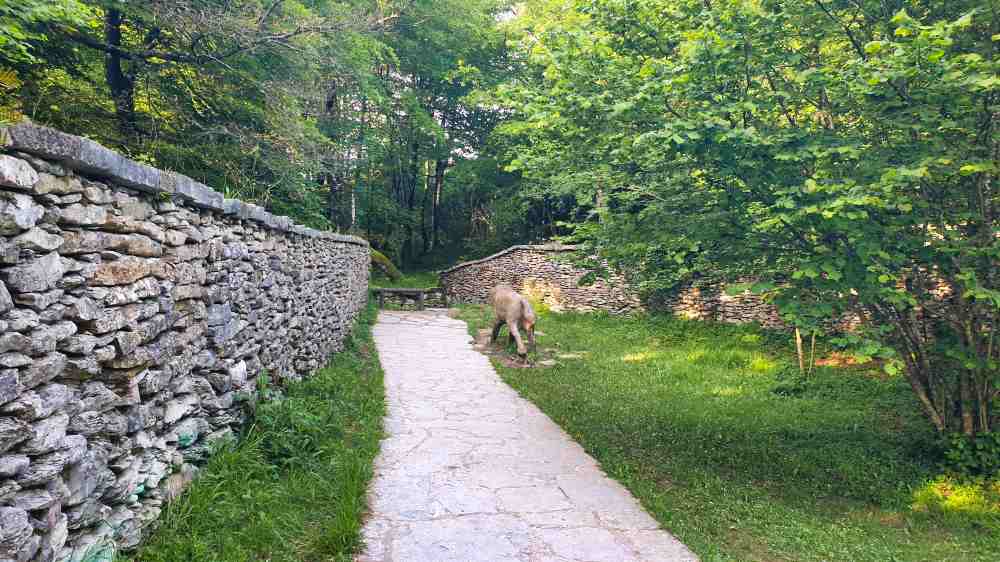 Camino de piedra que dirige hacia una de las Loberas que ser pueden ver en la ruta circular del Salto del Nervión - Van and to Discover